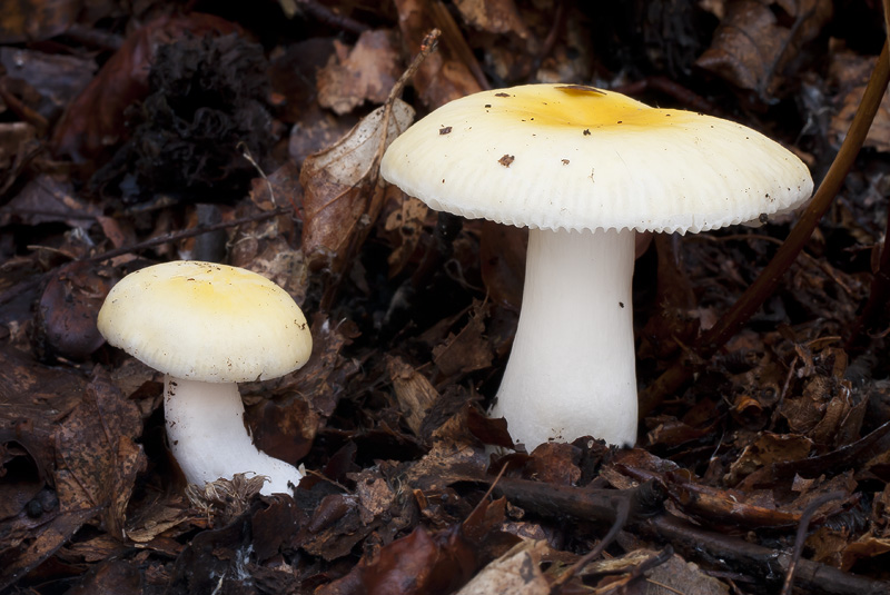 Russula solaris